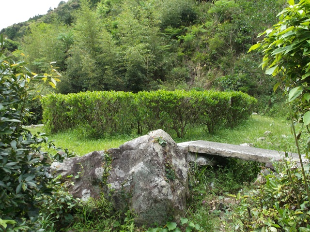 山田の茶畑