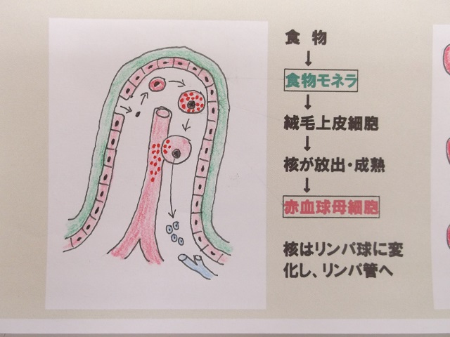 腸造血模式図